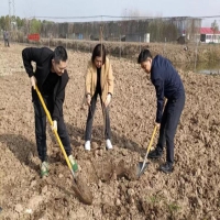 大观区开展义务植树活动